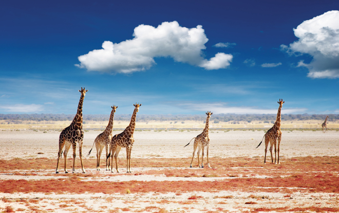 その他 Br - Fernweh: Namibia & Botswana [DVD] Highlights of Namibia and Botswana | 7 places not to miss